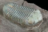 Triple Austerops Trilobite - Jorf, Morocco #95483-3